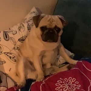 Meet your Posher, Dylan